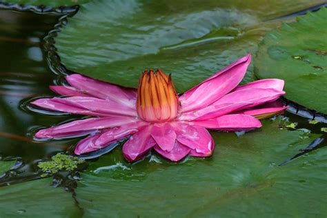 睡蓮 花式圖|睡蓮 Water Lilies